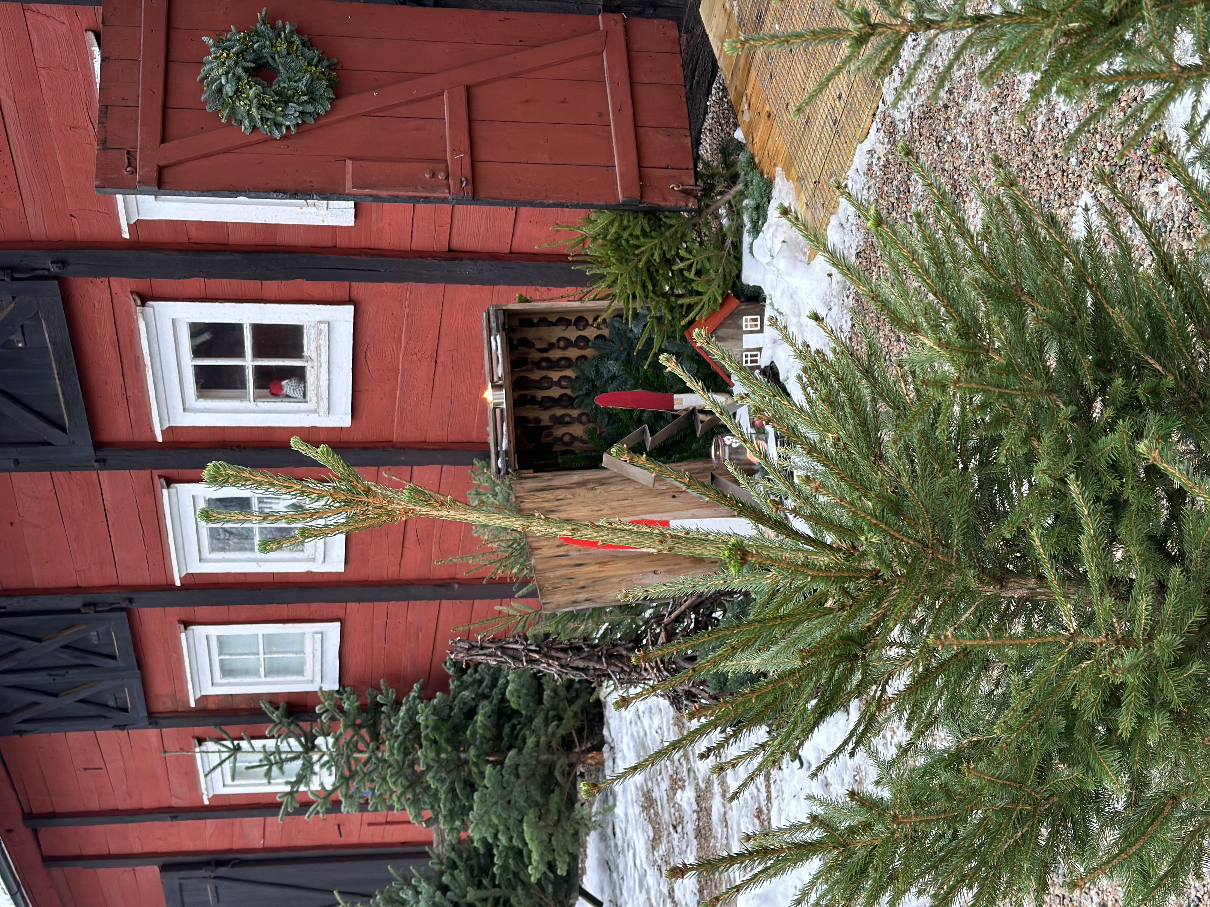 Köp Amaryllis i Gårdsbutiken på Riksdagsmannagården